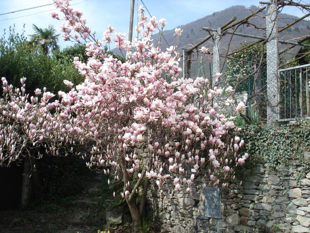 Casale Fe-Wo - Appartamenti Con Vista Lago Cannero Riviera Zewnętrze zdjęcie